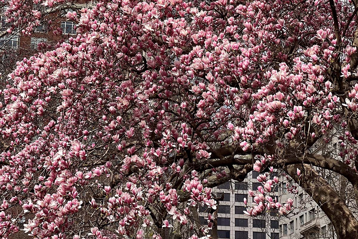 Magnolia tree in Spring in Philly